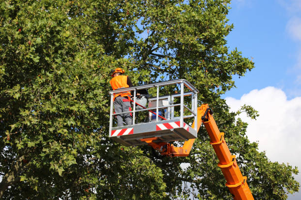 How Our Tree Care Process Works  in  Four Corners, OR